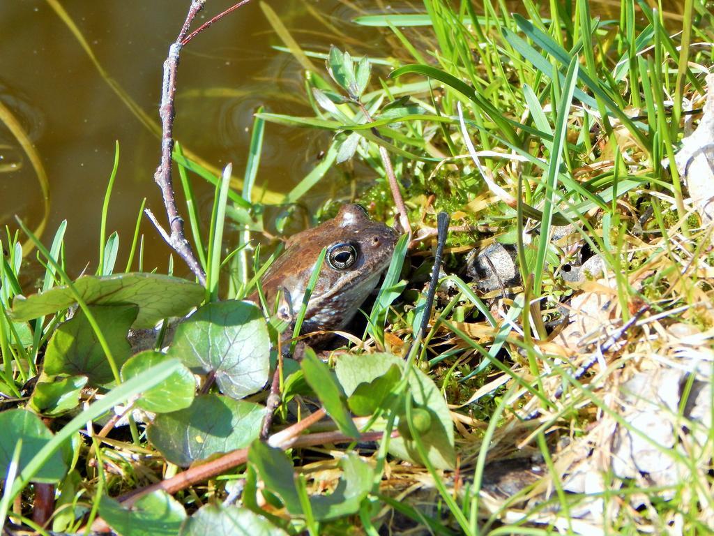 Haaviku Nature Lodge Sagadi Εξωτερικό φωτογραφία