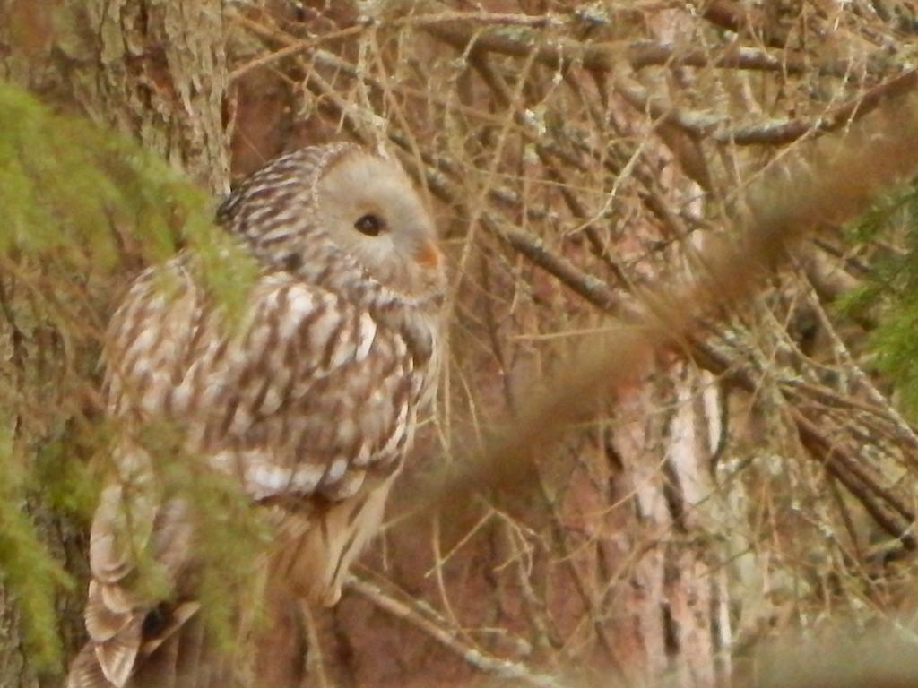 Haaviku Nature Lodge Sagadi Εξωτερικό φωτογραφία