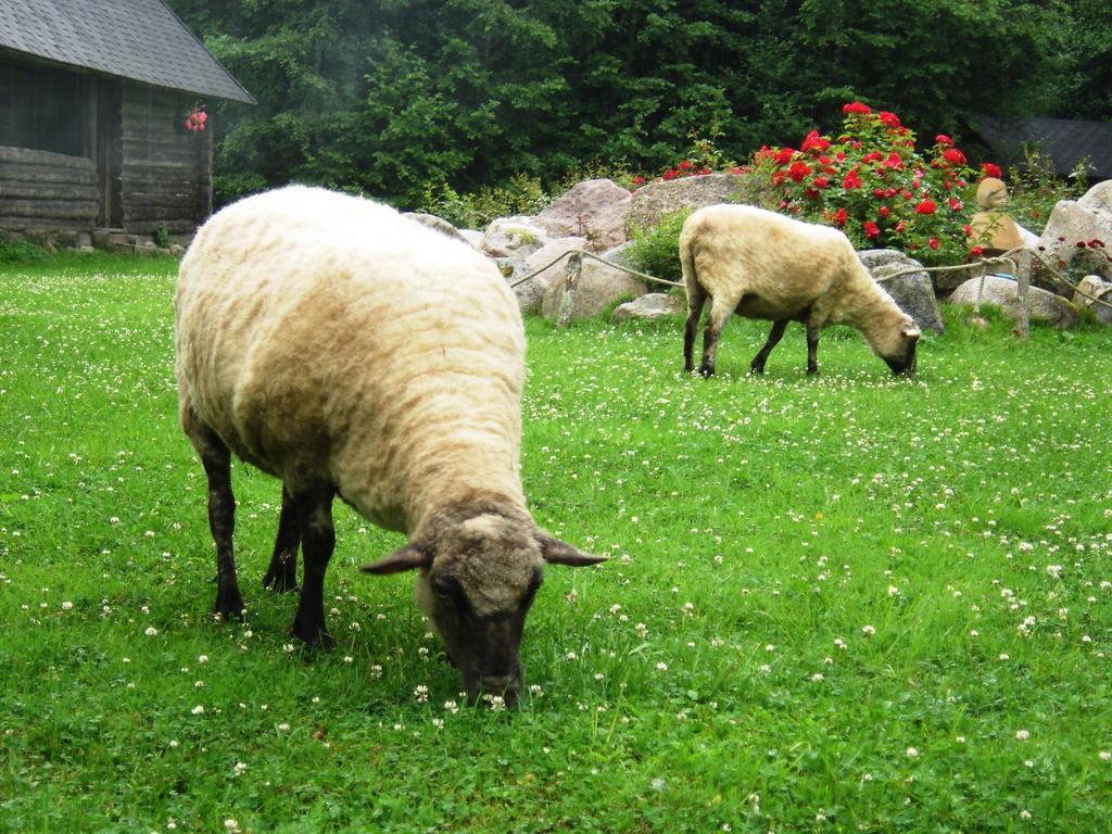 Haaviku Nature Lodge Sagadi Εξωτερικό φωτογραφία