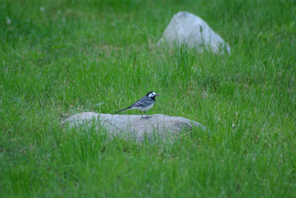 Haaviku Nature Lodge Sagadi Εξωτερικό φωτογραφία